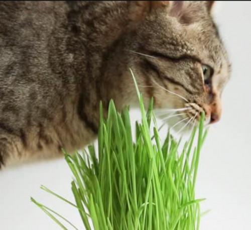 Cat Grass 